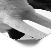 Loups Noir Blanc  Cabane Rustique Photo Affiche (Coin)