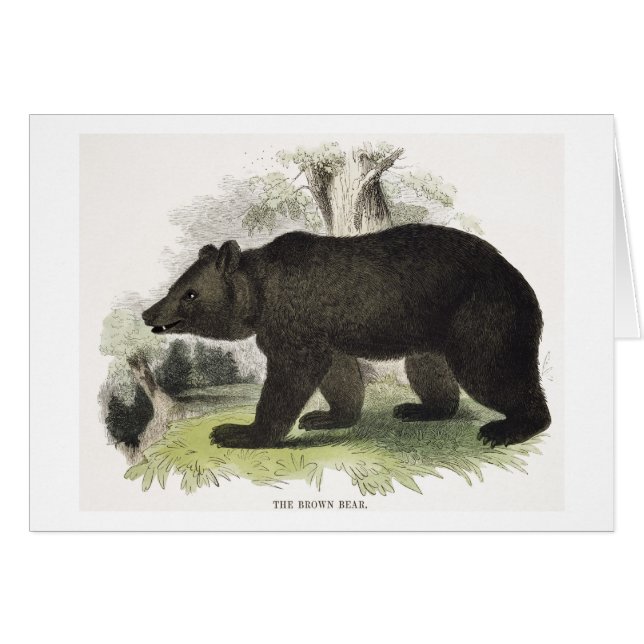 L'ours Brown, pub éducatif d'illustration. par t (Devant horizontal)