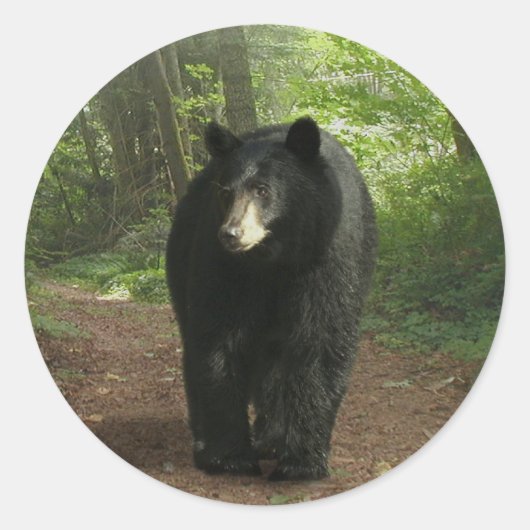 L'Ours Noir Traversant Les Stickers De Forêt (Devant)