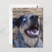 Lousiana Catahoula Leopard Dog Briefkaart (Voorkant / Achterkant)