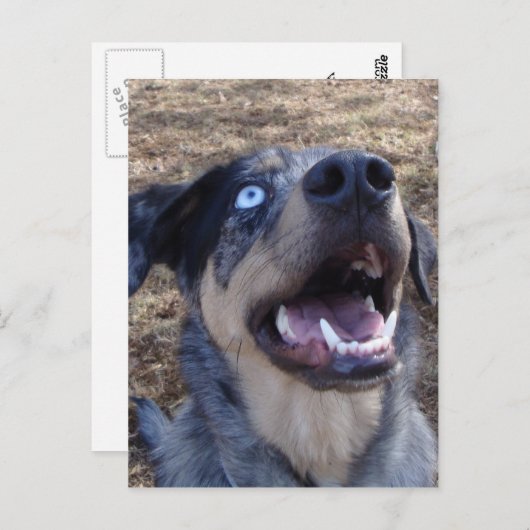 Lousiana Catahoula Leopard Dog Briefkaart (Voorkant / Achterkant)