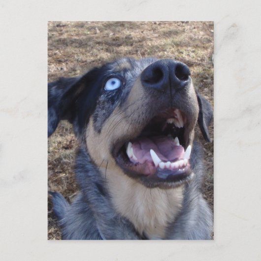 Lousiana Catahoula Leopard Dog Briefkaart (Voorkant)