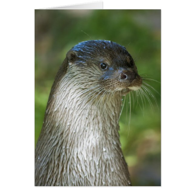 Loutre (Devant)