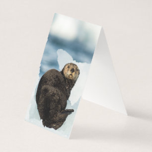 Loutre de mer