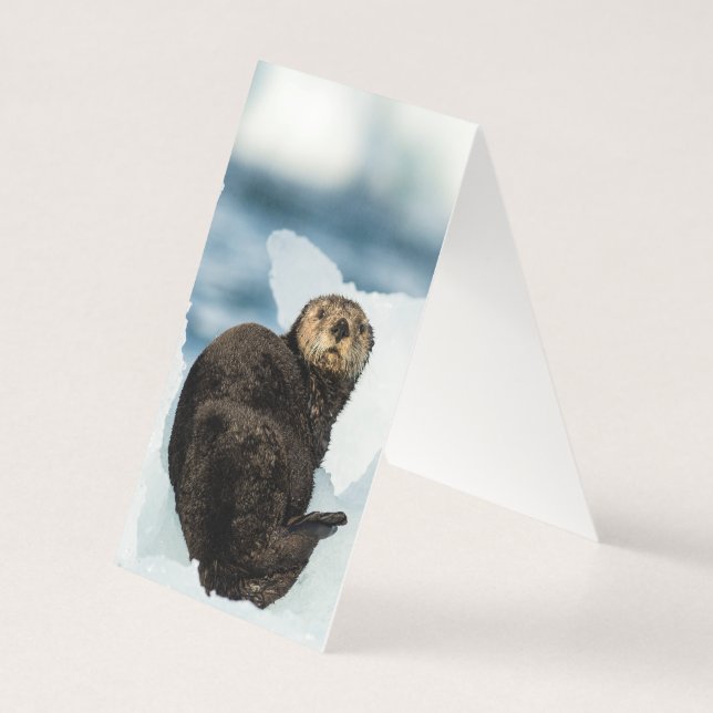 Loutre de mer (Back)
