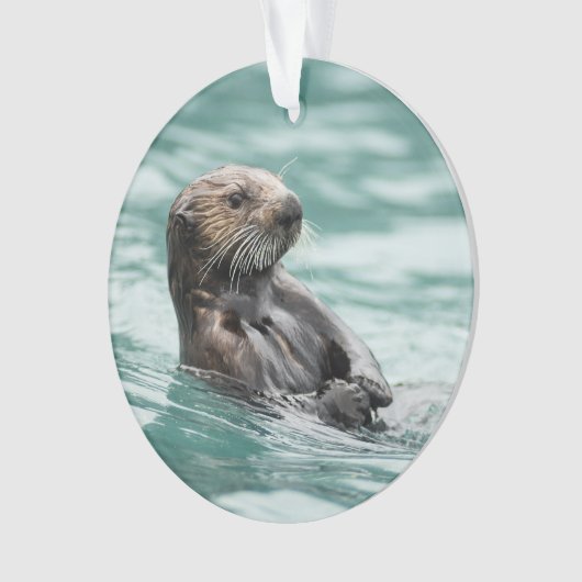 Loutre de mer de observation (devant)