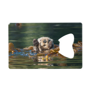 Loutre de mer de ondulation