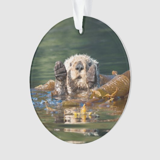 Loutre de mer de ondulation (devant)