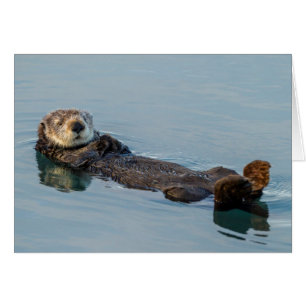 Loutre de mer flottant sur le dos dans l'océan