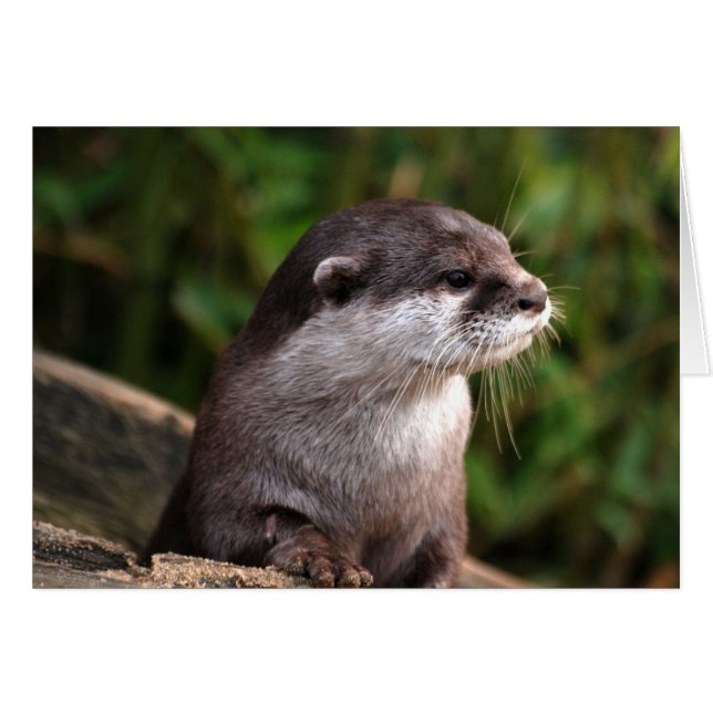 Loutre gris mignonne (Devant horizontal)