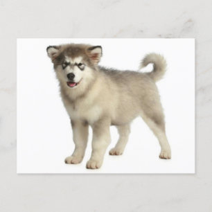 Love Alaskan Malamute Puppy Dog Briefkaart