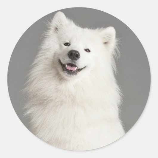 Love American Eskimo Chien Chien Chien Sticker / É (Devant)