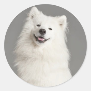 Love American Eskimo Chien Chien Chien Sticker / É