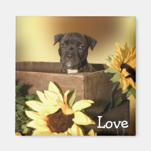 Love American Staffordshire Terrier Koelkastmagnee Magneet