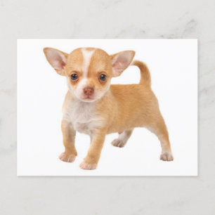 Love Baby Chihuahua Puppy Dog Post Kaart