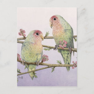 Love Birds Briefkaart