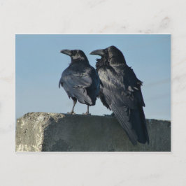 Love Birds Briefkaart