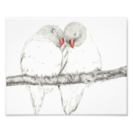 Love Birds Foto Afdruk