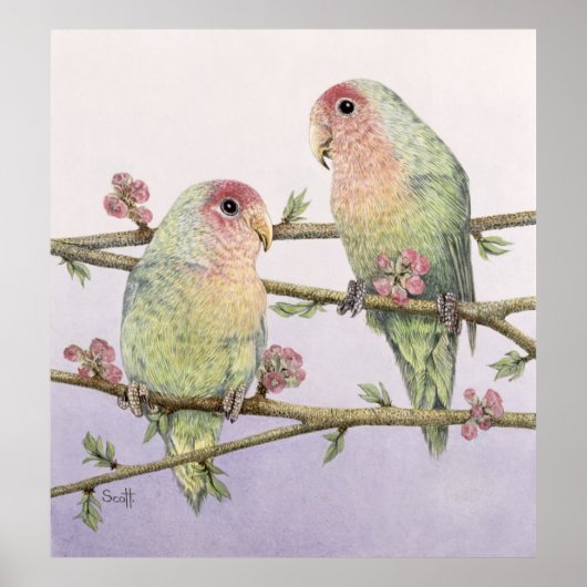Love Birds Poster (Voorkant)