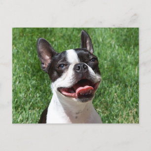 Love Boston Terrier Puppy Dog Denking of You Briefkaart