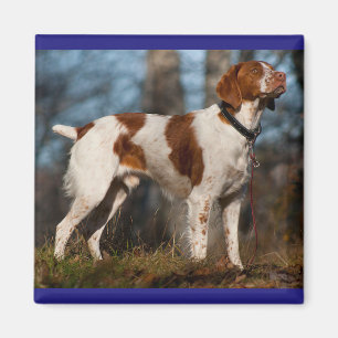 Love Brittany Spaniel Puppy Dog Magneet