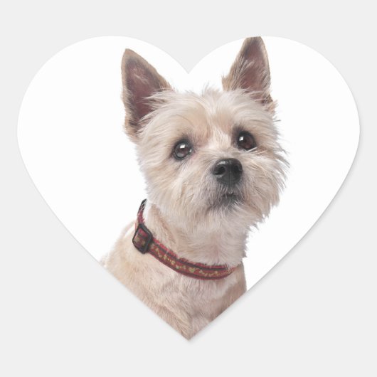Love Cairn Terrier Chien Chien Chien Stickers de v (Devant)