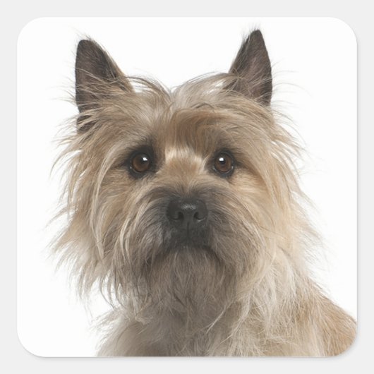 Love Cairn Terrier Chien Chien Chien Stickers de v (Devant)
