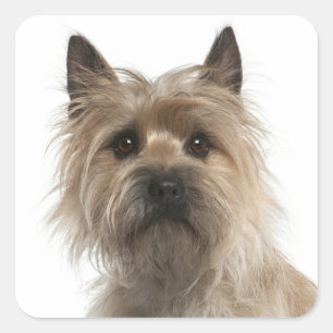 Love Cairn Terrier Puppy Dog Greeting Stickers