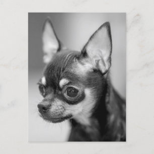 Love Chihuahua Puppy Dog Black and White Post Card Briefkaart