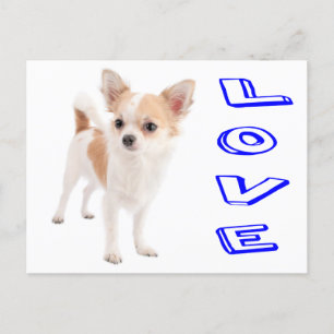 Love Chihuahua Puppy Dog Post Card Briefkaart