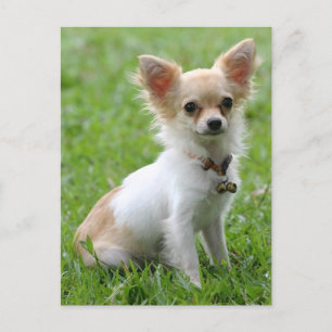 Love Chihuahua Puppy Dog Post Card Briefkaart