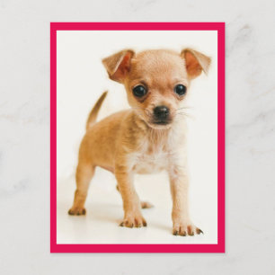 Love Chihuahua Puppy Dog Post Card Briefkaart