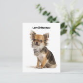 Love Chihuahuas Briefkaart (Staand voorkant)