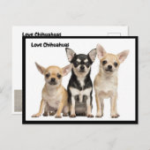 Love Chihuahuas briefkaart (Voorkant / Achterkant)