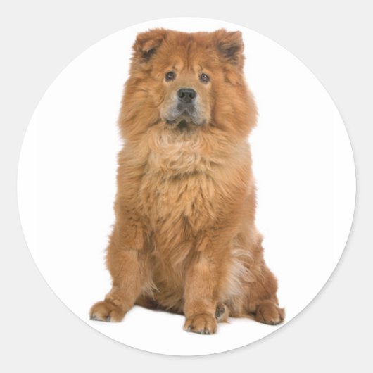 Love Chow Chow Chien Chien Stickers de voeux (Devant)