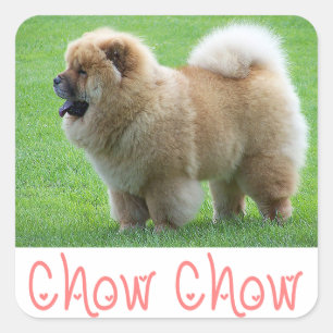 Love Chow Chow Chien Chien Stickers de voeux