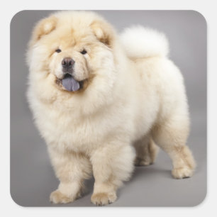 Love Chow Chow Chien Chien Stickers de voeux
