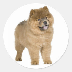 Love Chow Chow Puppy Stickers