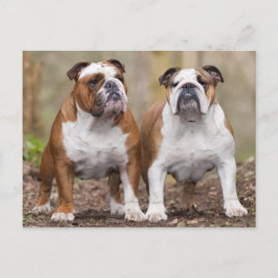 Love English Bulldog Puppy Dog Post Card Briefkaart