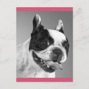 Love French Bulldog Puppy Dog Post Card Briefkaart