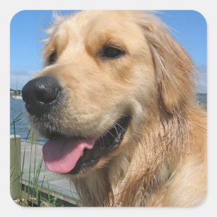 Love Golden Retriever Stickers Chien Chien Chien C