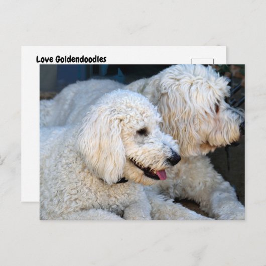 Love Goldendoodles Briefkaart (Voorkant / Achterkant)
