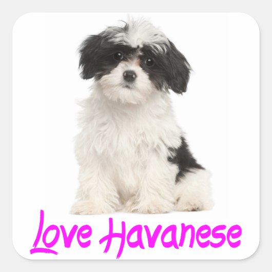 Love Havanese Puppy Dog Sticker (Voorkant)