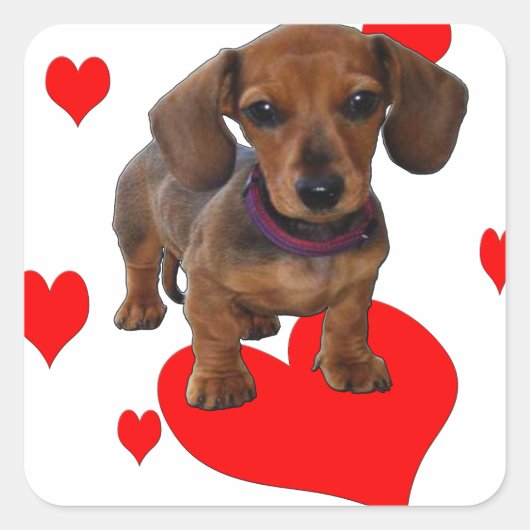 Love (Hearts) Dachsies - Dachshund Vierkante Sticker (Voorkant)