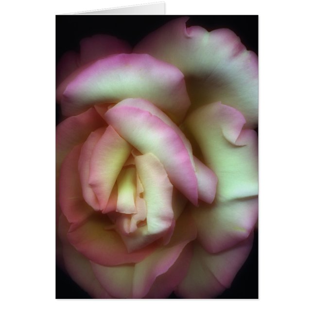 <Love is a Rose>van Nathan Griffith (Voorkant)