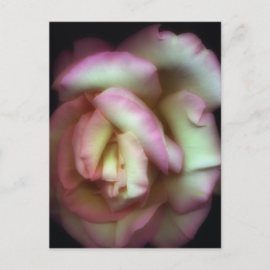 <Love is a Rose>van Nathan Griffith Briefkaart (Voorkant)