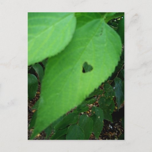love leaf Briefkaart (Voorkant)