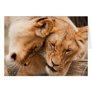 Love Lions bouddhiste faune