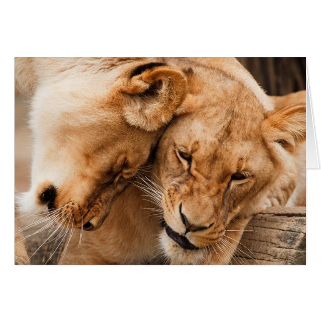 Love Lions bouddhiste faune (Devant horizontal)