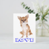 Love Long Cheveux Chihuahua Chiot Carte postale (Debout devant)